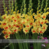 Heirloom New Variety Gladiolus Perennial Flower Seeds, Professional Pack, 5