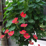 Flower seeds bonsai New Home Garden dry Lotus flower seeds Water Lily Pad P