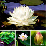 lotus flower, lotus seeds, plants aquatic plants aquatic water lily flowers