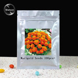 Marigold seeds bonsai flowers seeds Calendula Pot Marigold  Mix colors 50se