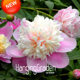 New Arrival!Multicolor Heap Heart Chiese Peony Flower Seeds Potted Flowers