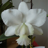 Cattleya Hybrida Flower seeds 20seeds Famous Flowers Orchids seeds Bonsai P