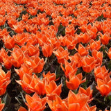 ZLKING Rare 2 Pcs Bulbs Tulips Flowers Seeds Bonsai Tulip Seeds Flower Plan