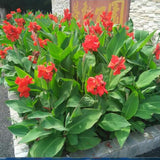 flower seeds bonsai Canna Lily Seeds  CLEOPATRA  Cannaceae  Great Potted P