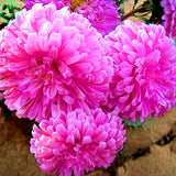 seeds Flower Chinese Aster seeds (Callistephus) give you a garden full  big