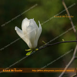 Heirloom 'Snow White' White Yulan Magnolia Tree Flower Seeds, 15 Seeds/Pack