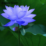 Hydroponic Flowers Small Water Lily Seeds Mini Lotus Seeds Bonsai Seeds Set