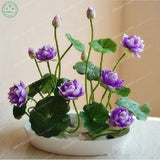 Flower seeds Multicolor lotus seeds hydroponic plants aquatic flowers mini