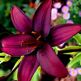 Big sale,100pcs/bag Lilium  seeds double lily flower seeds lilium flower bo