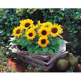 Flowers Fortune Sunflower Fortune Sunflower Seeds Flowers Seeds  Sun Fortun