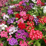 Multiple color choices Verbena seeds perennial verbena hybrida seed Hydrang