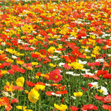 Flower seeds Iceland Poppy seeds Mix Pink Yellow Orange Rose White Cream an