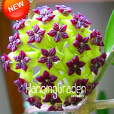 Loss Promotion!Green Hoya Seeds, Potted Seed, Hoya Carnosa Flower Seed Gard