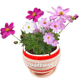 Dwarf Cosmos Flower 50 Pcs Flower Seeds  / Bag Mix Color Cosmos Bipinnatus