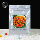 Flower Seeds Bonsai seeds substitutes Marigold Seeds   Antigua Orange   Gre