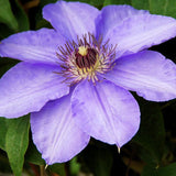 Garden Clematis Seed Six Varieties Beautify Courtyard Terrace Purple Clemat