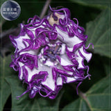 Purple Moon Angel Trumpet Datura / Yellow Datura Metel Flowers, Professiona