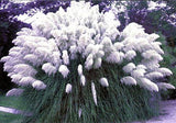 Heirloom Seeds Rare variety of colors Pampas Grass Seeds Ornamental Plant F