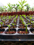 New arrive RANTON GARDEN 5 PCS "The Dreamlike" Adenium Obesum seeds quality