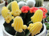 Multifarious Ornamental Plants 100 Mixed Cactus Seeds attractive impressiv