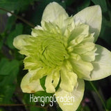 New Arrival!50 PCS/Lot Climbing plant Clematis Hybridas Seeds Home Garden B