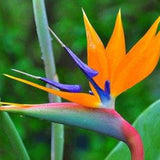 New Arrival!100 Indoor Potted Plant Flower Orange Strelitzia Reginae Bird O