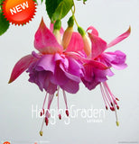 Big Promotion!Red Fuchsia Seeds Potted Flower Seeds Potted Plants Hanging F