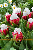 Fresh 50 PCS/Lot Cabbage Rare tulip seeds. Very rare flower seeds garden bo