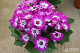 mix Daisy , Cineraria easiest growing flower, hardy plants flower seeds exo